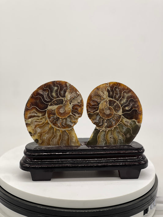 Ammonite Open Up with Holder